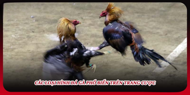 Đá Gà Soikeo88 – Bí Quyết Cược An Toàn và Tối Ưu Lợi Nhuận.